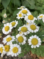 Tanacetum parthenium