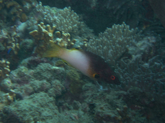 Bodianus axillaris