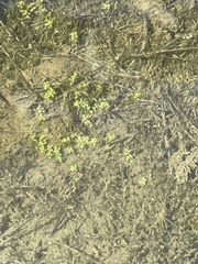 Callitriche