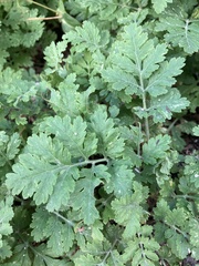 Tanacetum parthenium