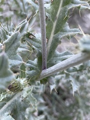 Cirsium barnebyi