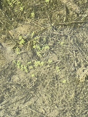 Callitriche