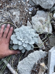 Physaria grahamii