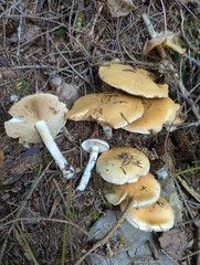 Cortinarius turmalis