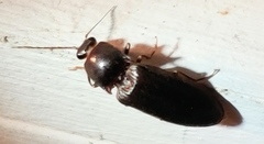 Hemicrepidius nemnonius