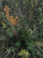 Potentilla longifolia