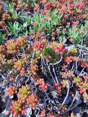 Sedum