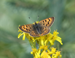 Tharsalea dorcas sangremar