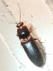 Hemicrepidius nemnonius