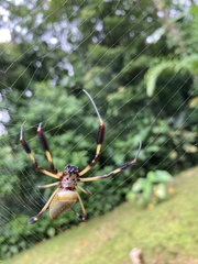 Trichonephila clavipes