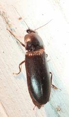 Hemicrepidius nemnonius