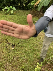 Trichonephila clavipes