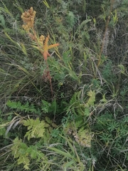 Potentilla longifolia