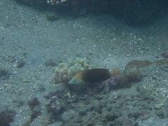 Halichoeres podostigma