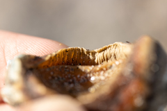 Polyplacophora