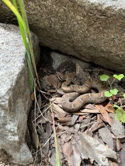 Crotalus willardi