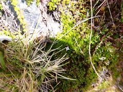 Arcytophyllum filiforme