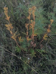 Potentilla longifolia