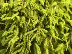 Pseudanomodon attenuatus