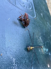 Octogomphus specularis