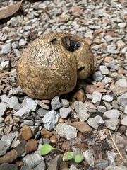 Pisolithus arhizus