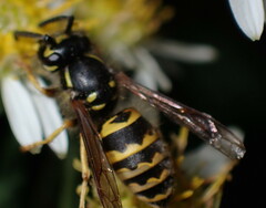 Vespula alascensis