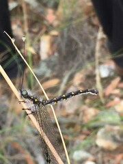 Pilacmonotus sabulosus