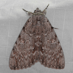 Catocala habilis