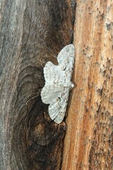 Iridopsis defectaria