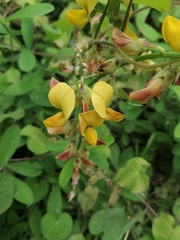 Crotalaria retusa