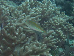 Stethojulis interrupta