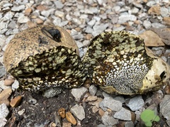 Pisolithus arhizus