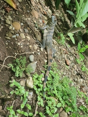 Ctenosaura similis