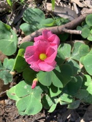 Oxalis purpurea