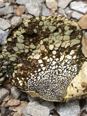 Pisolithus arhizus