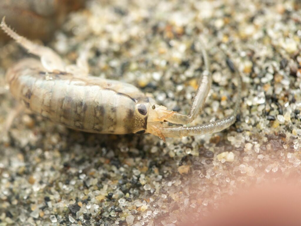 Megalorchestia pugettensis
