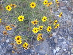 Sanvitalia fruticosa