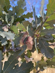 Andricus crystallinus