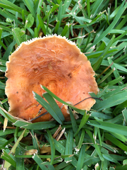 Lactifluus hygrophoroides