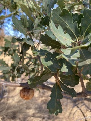 Andricus quercuscalifornicus