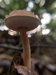 Austroboletus gracilis