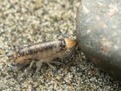 Megalorchestia pugettensis