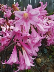 Amaryllis belladonna