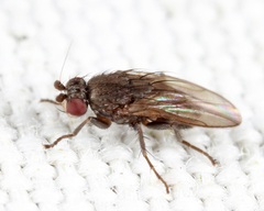 Leptocera