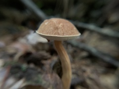 Austroboletus gracilis