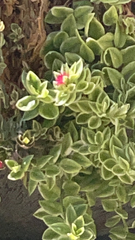 Mesembryanthemum cordifolium