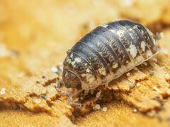 Alloniscus perconvexus