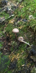 Cystoagaricus hirtosquamulosus