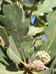 Andricus pedicellatus