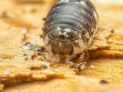 Alloniscus perconvexus